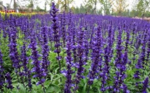 如何种好兰花鼠尾草（怎么种好兰花鼠尾草）