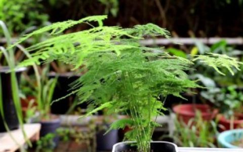 卧室可以放文竹吗 卧室能放文竹吗