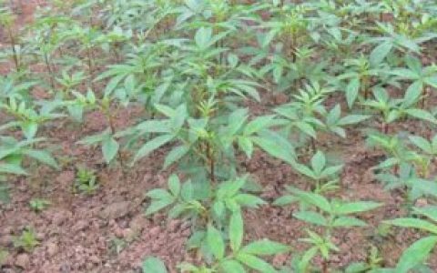 花椒树怎么种 种植花椒树的方法