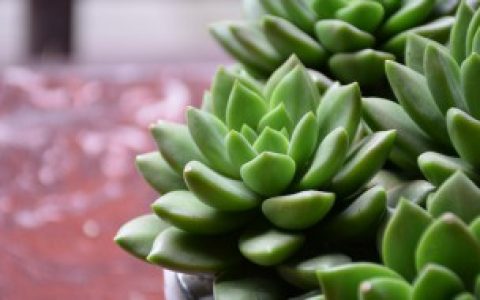 刚种植的多肉要浇水吗 刚种植的多肉可以浇水吗