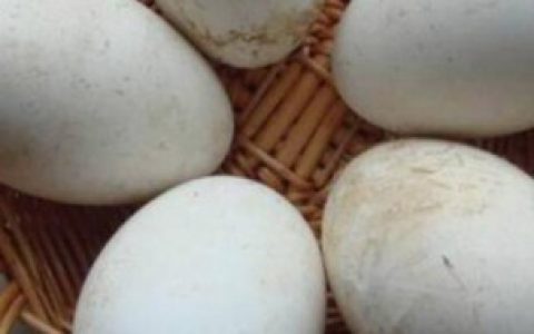 鹅蛋开锅后煮几分钟熟,鹅蛋开锅后煮多少分钟熟