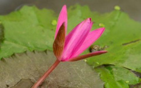 睡莲烂叶子怎么回事,睡莲烂叶子的原因分析