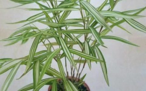 姬翠竹的养殖方法和注意事项,姬翠竹的养殖方法和注意事项分享