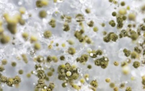 【毛霉的呼吸类型介绍】毛霉的呼吸类型是什么