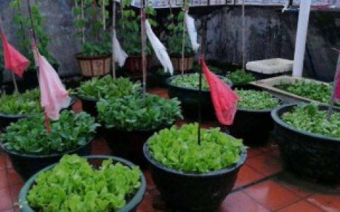 【楼顶可以直接铺土种菜吗】楼顶能直接铺土种菜吗