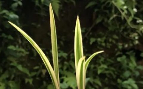 龙须草叶尖干枯怎么办（龙须草叶尖干枯的解决方法）