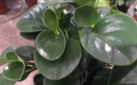 【豆瓣绿如何养长的快才长得好】豆瓣绿怎么养长的快才长得好