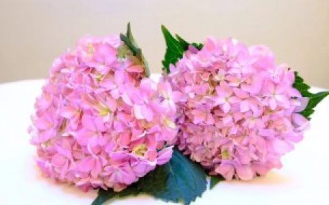 【绣球花可以水培吗】绣球花能不能水培