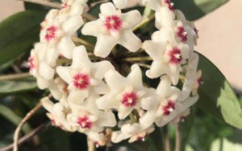 球兰花不开花的原因,球兰花为什么不开花