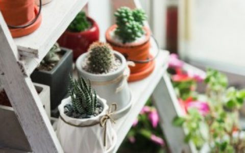 怎么种迷你盆栽,迷你盆栽怎么种