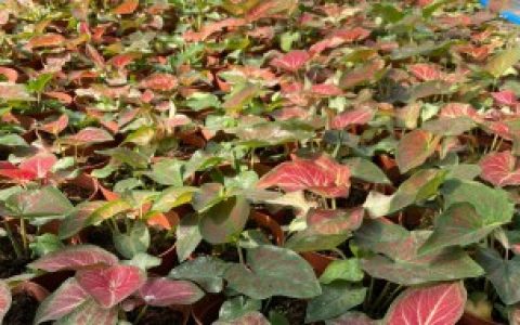 彩叶芋怎么过冬,彩叶芋过冬方法