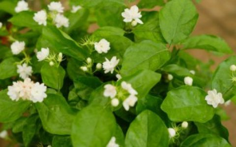 茉莉花如何养护,茉莉花怎么养才茂盛