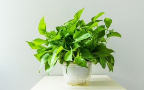 【你知道冬天绿萝怎么养护吗】冬天绿萝怎么养护