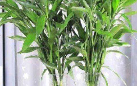 【富贵竹如何种】富贵竹怎么种