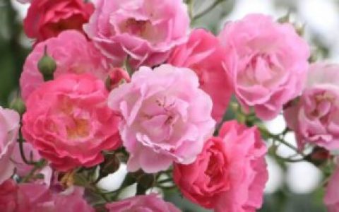 小蔷薇怎么修剪（小蔷薇的修剪方法）