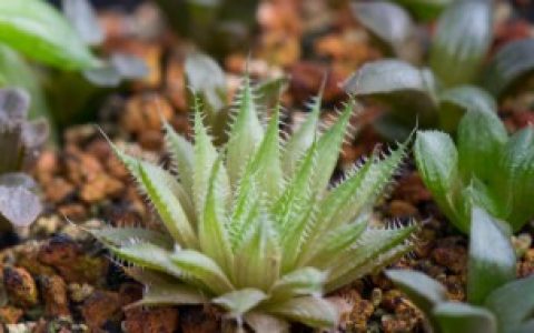 十二卷如何养殖,十二卷怎么养殖