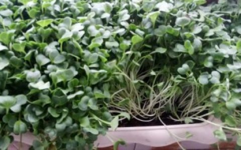 萝卜芽苗菜如何种植,萝卜芽苗菜怎么种植