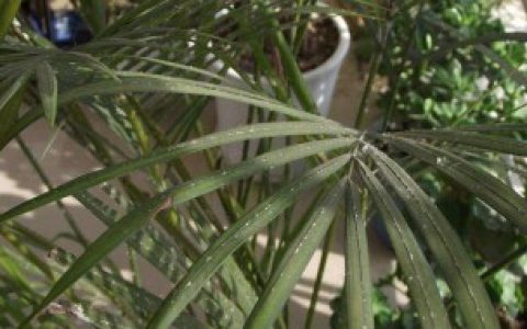 凤尾竹发黄发枯怎么办,凤尾竹发黄发枯解决方法