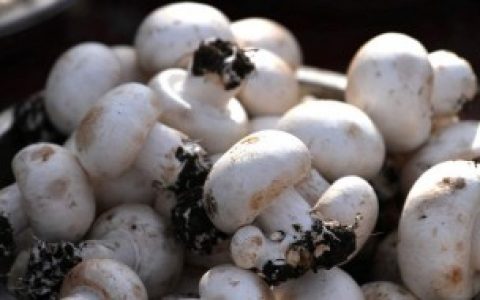 石膏在栽种香菇时起的作用 石膏在栽种香菇时起的作用是啥