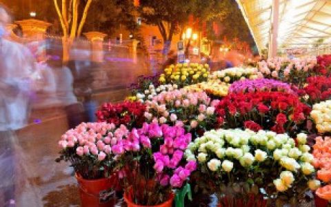 【求婚用什么花最好】求婚用哪些花最好