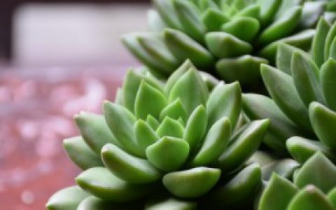 【多肉黛比怎么养老桩】如何将多肉养成老桩