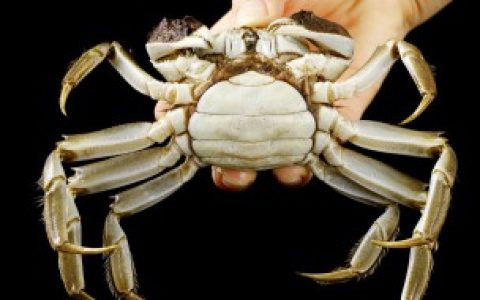 【螃蟹吐脏东西的时长】螃蟹吐脏东西需要多久