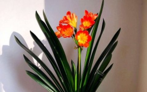 【君子兰养护】君子兰如何养护