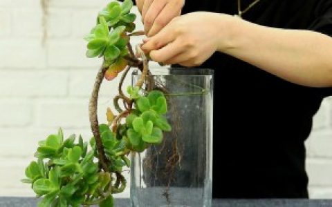 【多肉怎么水培生根】多肉水培生根方法