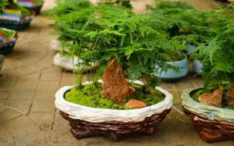 文竹怎么养（文竹怎么养和修剪）