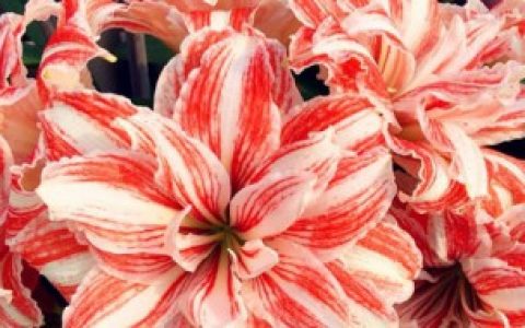 朱顶红如何养护（进口朱顶红养殖方法）