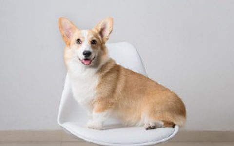 梦见人变狗是什么征兆 梦到狗的寓意介绍