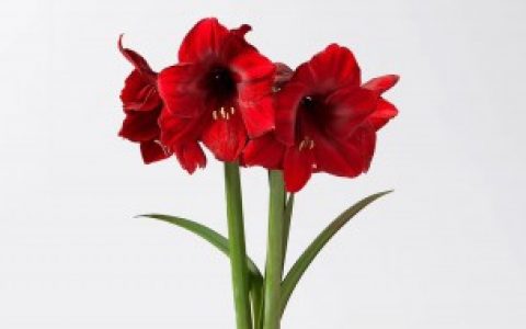 荷兰红怎么养长的好 荷兰红怎么养