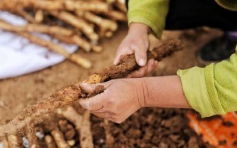 铁棍山药发芽了是否还能吃（铁棍山药发芽了还可以吃么）