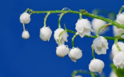 铃兰对家居环境的影响,铃兰的影响