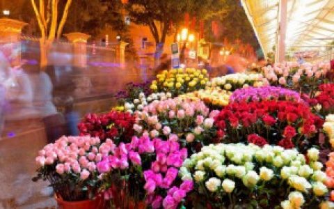 家里春节适合买什么花,家里春节适合买哪些花