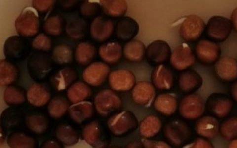 【网上买的花种子如何种】网上买的花种子怎么种