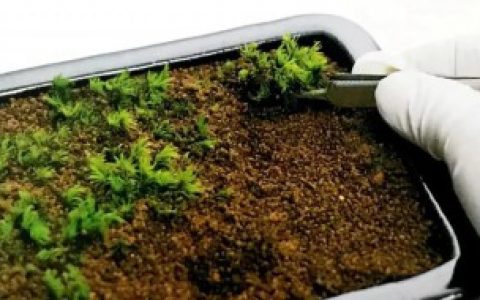 【如何快速让盆景生苔藓】怎样让盆景的苔藓快速繁殖