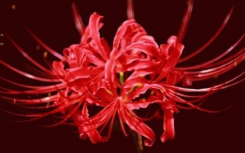 【什么花被称为恶魔之花】哪些花被称为恶魔之花