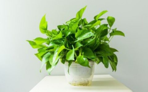 绿萝怎么养殖方法 绿萝的养殖护理方法