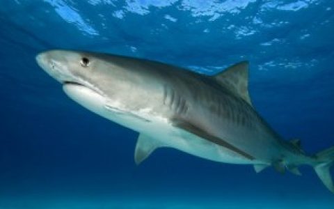 小鲨鱼怎么去皮上的沙 小鲨鱼如何去皮上的沙