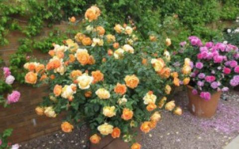 盆栽的小玫瑰花怎么养 盆栽的小玫瑰花如何养