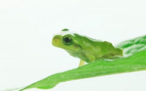 夏天有什么代表性的动物（夏天有哪些代表性的动物）