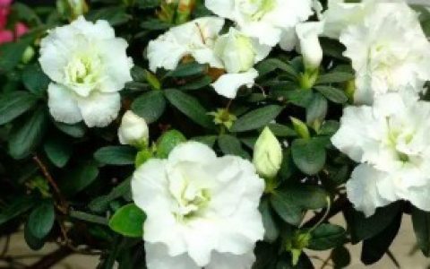 【白色山茶花的花语是什么】白色山茶花的花语是什么意思