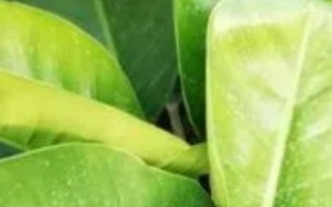 【绿钻花的养殖方法和注意事项】绿钻花的养殖方法和注意事项介绍