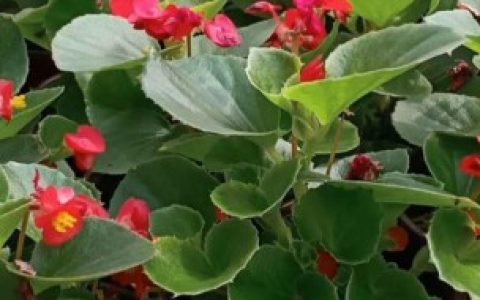 秋海棠如何繁殖（秋海棠的繁殖方法）