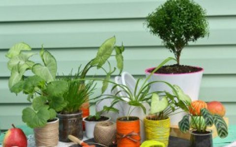 春节家里放什么花（春节家里放什么花好）