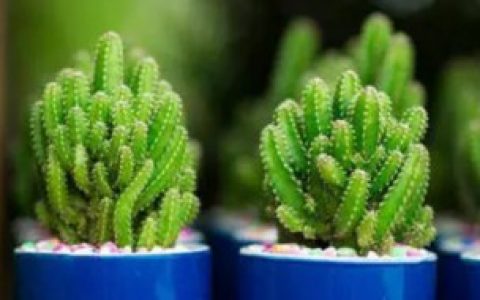 仙人柱的繁殖方法 仙人柱的繁殖方法是什么