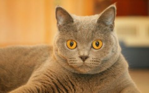 梦到猫 不同的人梦见猫是什么预兆