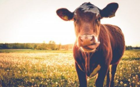 牛是什么动物 牛属于什么类动物