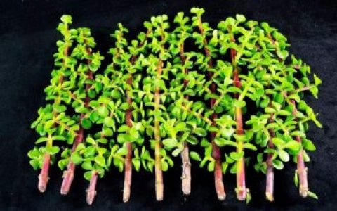 马齿苋树怎么养 马齿苋树如何养